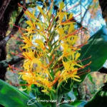 Gros plan d'une fleur de longose jaune baignée de lumière. Ses longues étamines rouges se détachent nettement contre les grandes feuilles vertes et le tronc sombre en arrière-plan.
