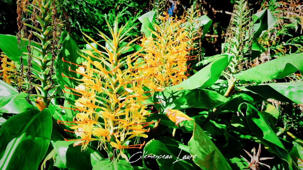 Deux épis floraux de longoses jaunes en pleine floraison entourés d'un feuillage luxuriant. La lumière vive souligne les contrastes entre les pétales jaunes, les étamines rouges et les tiges desséchées.
