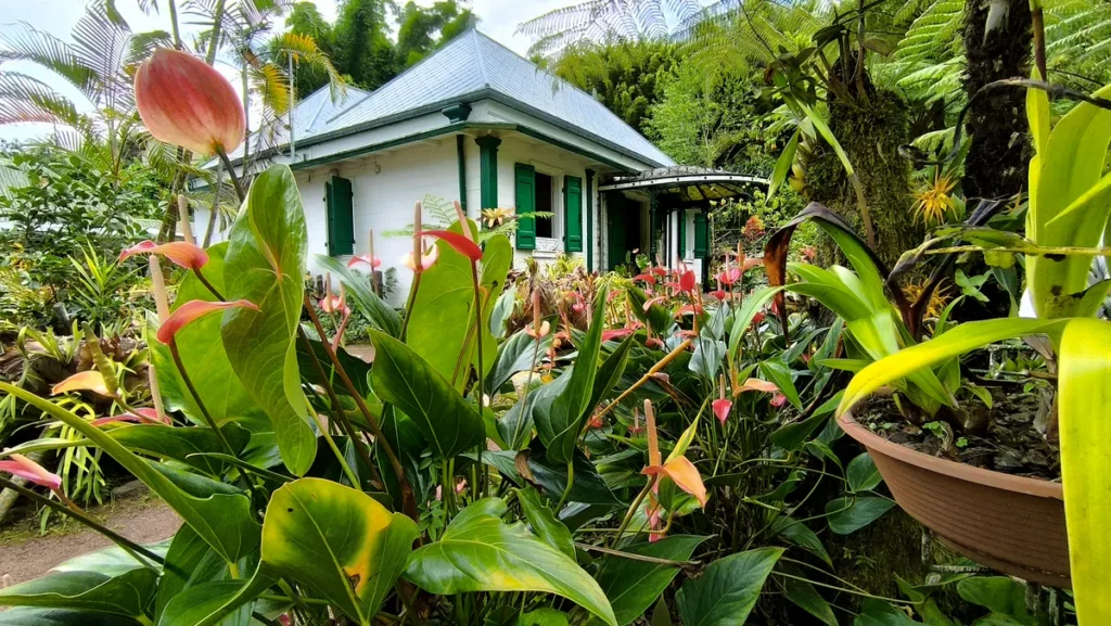 Gros plan sur des fleurs d'anthuriums rouges avec la Maison Folio en arrière-plan.
