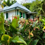 Gros plan sur des fleurs d'anthuriums rouges avec la Maison Folio en arrière-plan.