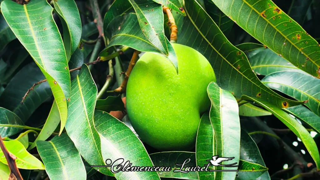 Gros plan sur une mangue verte suspendue à une branche de manguier parmi le feuillage dense.