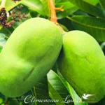 Deux mangues vertes allongées fixées à leur branche sous le feuillage tropical.