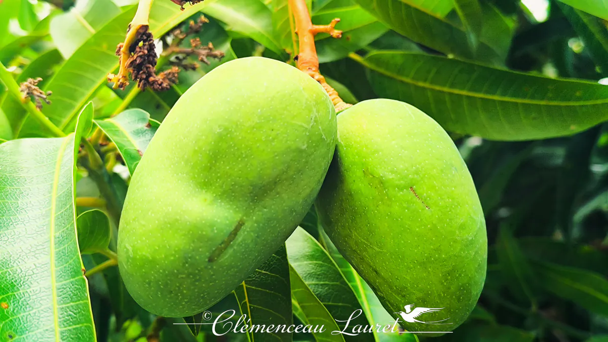 Deux mangues vertes allongées fixées à leur branche sous le feuillage tropical.