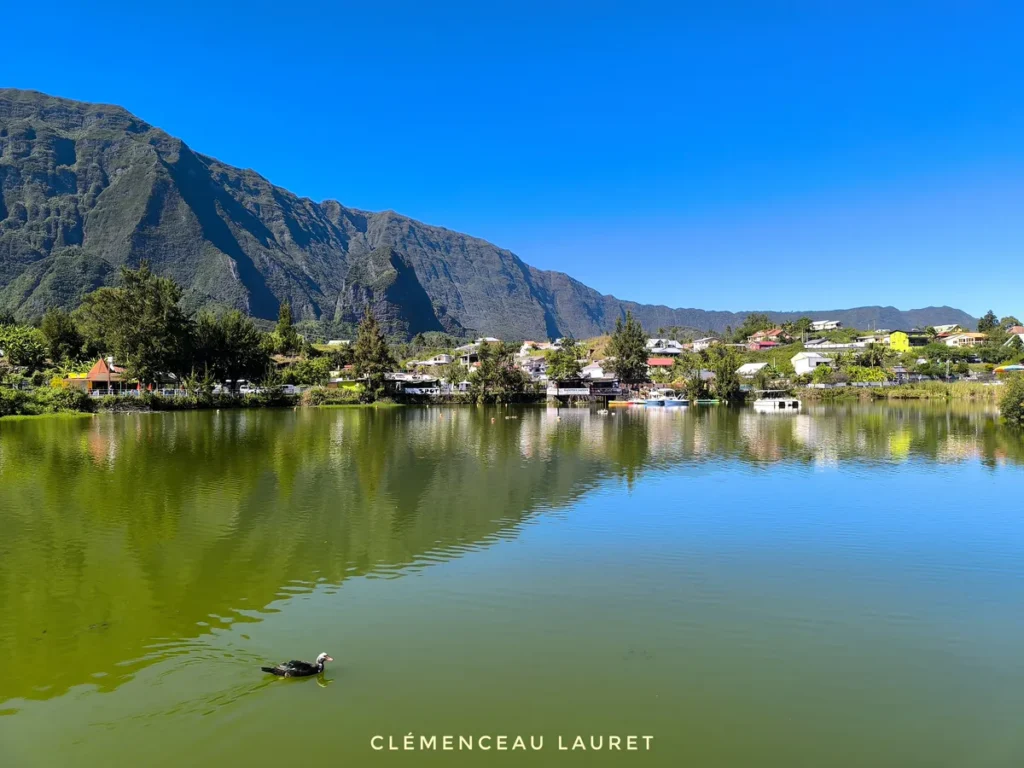 Canard de Barbarie nageant sur la Mare à Joncs avec reflet de la montagne à Cilaos