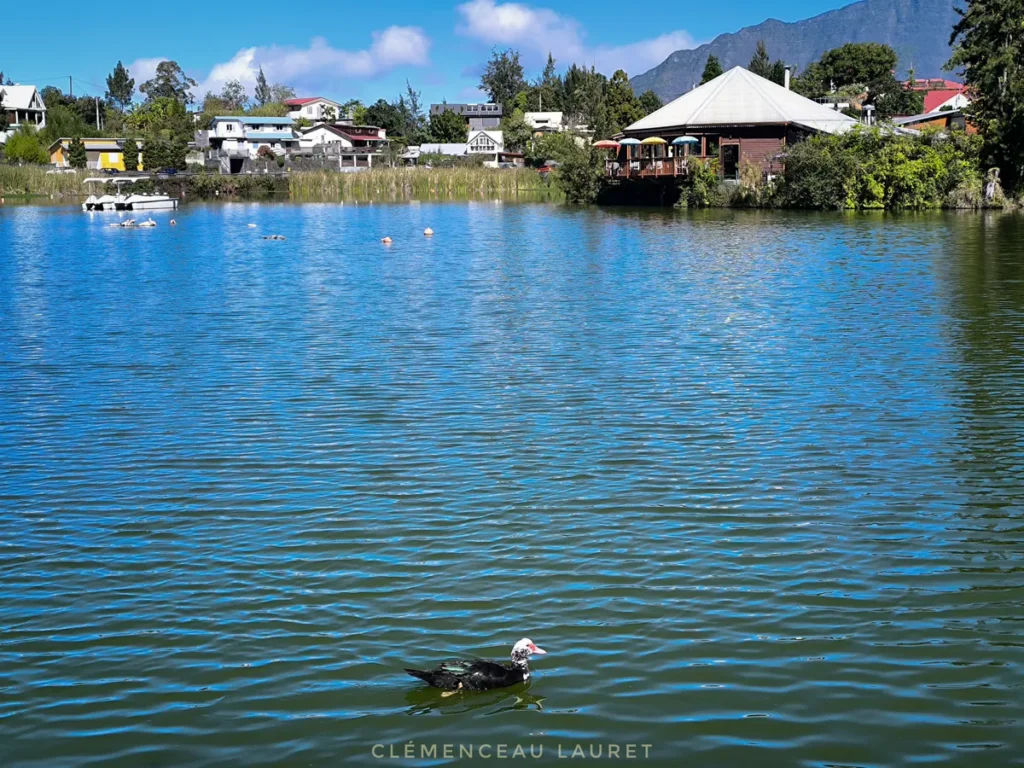 Canard de Barbarie naviguant sur l'eau bleue face aux chalets de la Mare à Joncs à Cilaos