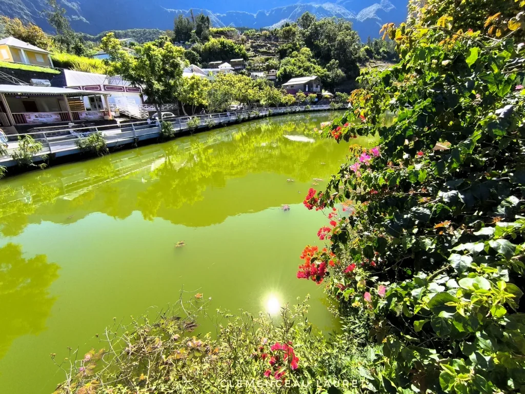 Bougainvilliers en fleurs au bord de l'eau verdoyante de la Mare à Joncs à Cilaos