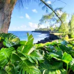 Massif de plantes tropicales au premier plan s'ouvrant sur la côte volcanique