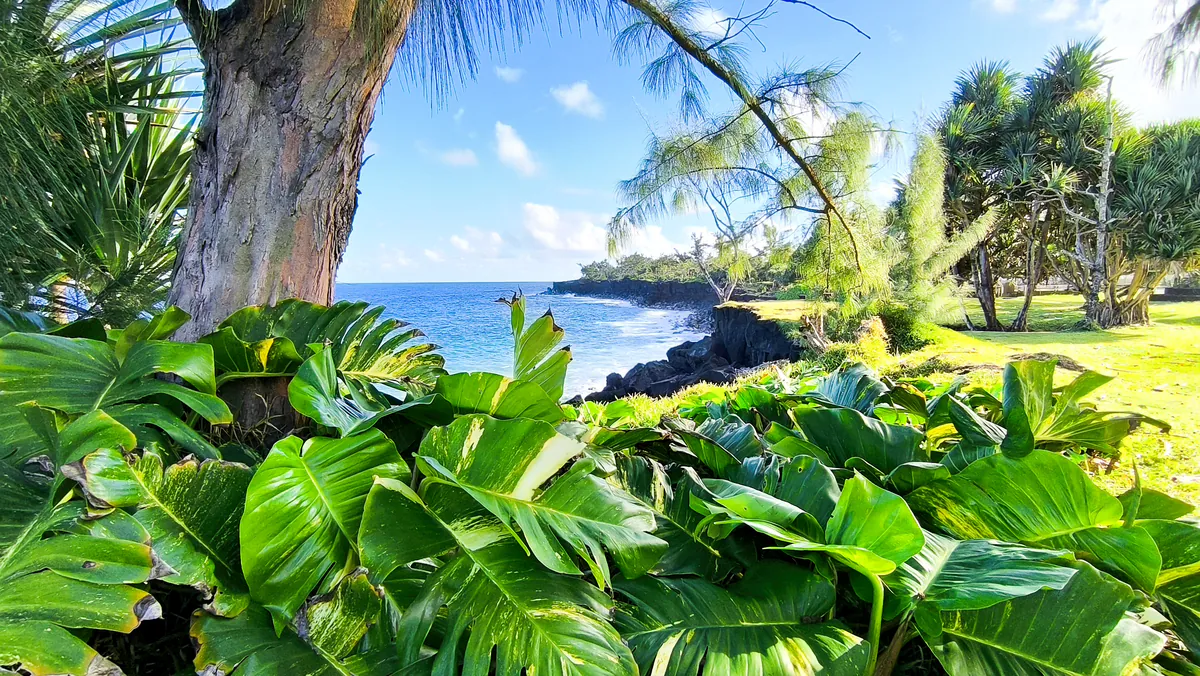 Massif de plantes tropicales au premier plan s'ouvrant sur la côte volcanique