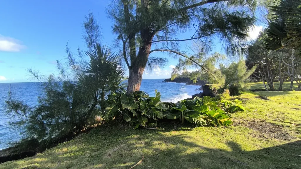 Filao et plantes tropicales aux grandes feuilles sur un espace vert du littoral