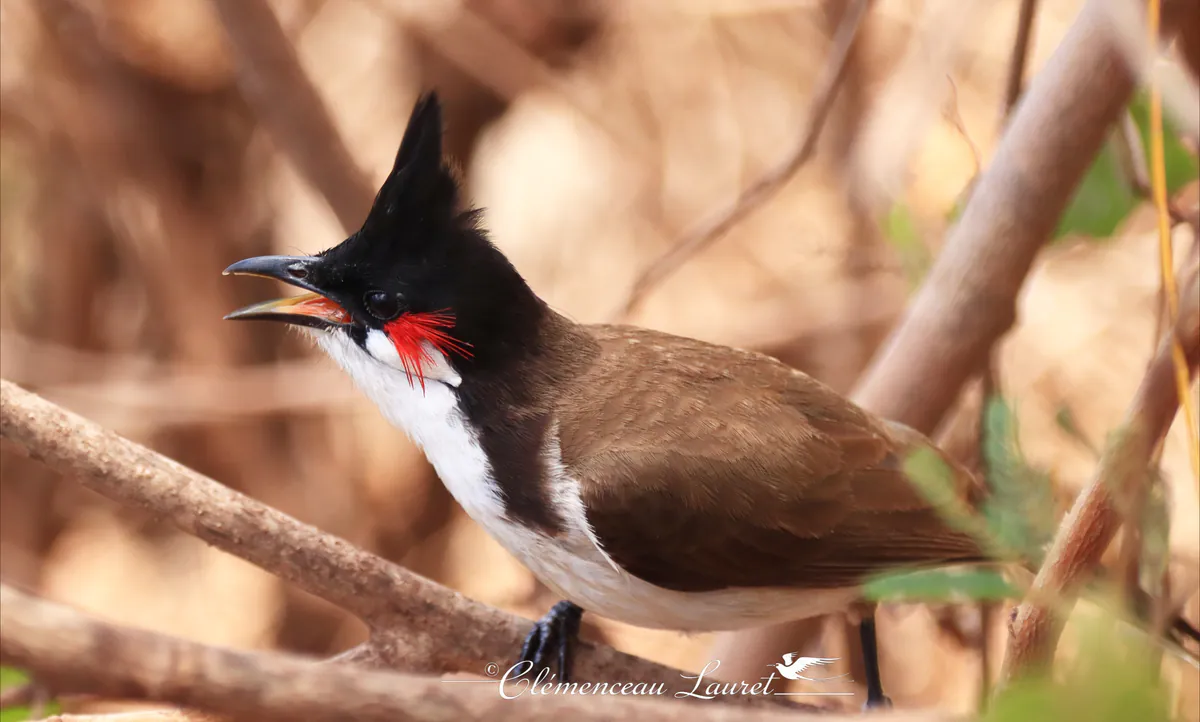 Profil d'un Merle de Maurice (Bulbul orphée) perché sur une branche marron à La Réunion, huppe noire dressée et bec orange grand ouvert en train de chanter. On distingue la tache rouge sous l'œil et le plumage brun du dos sur un arrière-plan flou.