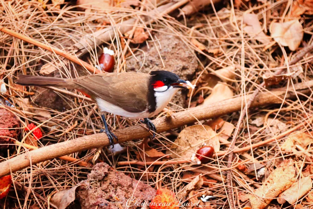 Bulbul orphée perché sur une petite branche en train de manger des fruits de litchi.
