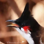Portrait en gros plan de profil de la tête d'un Bulbul orphée à La Réunion. L'œil noir vif, la huppe pointue noire, la plume rouge écarlate sur la joue blanche et le bec noir courbe sont parfaitement nets.