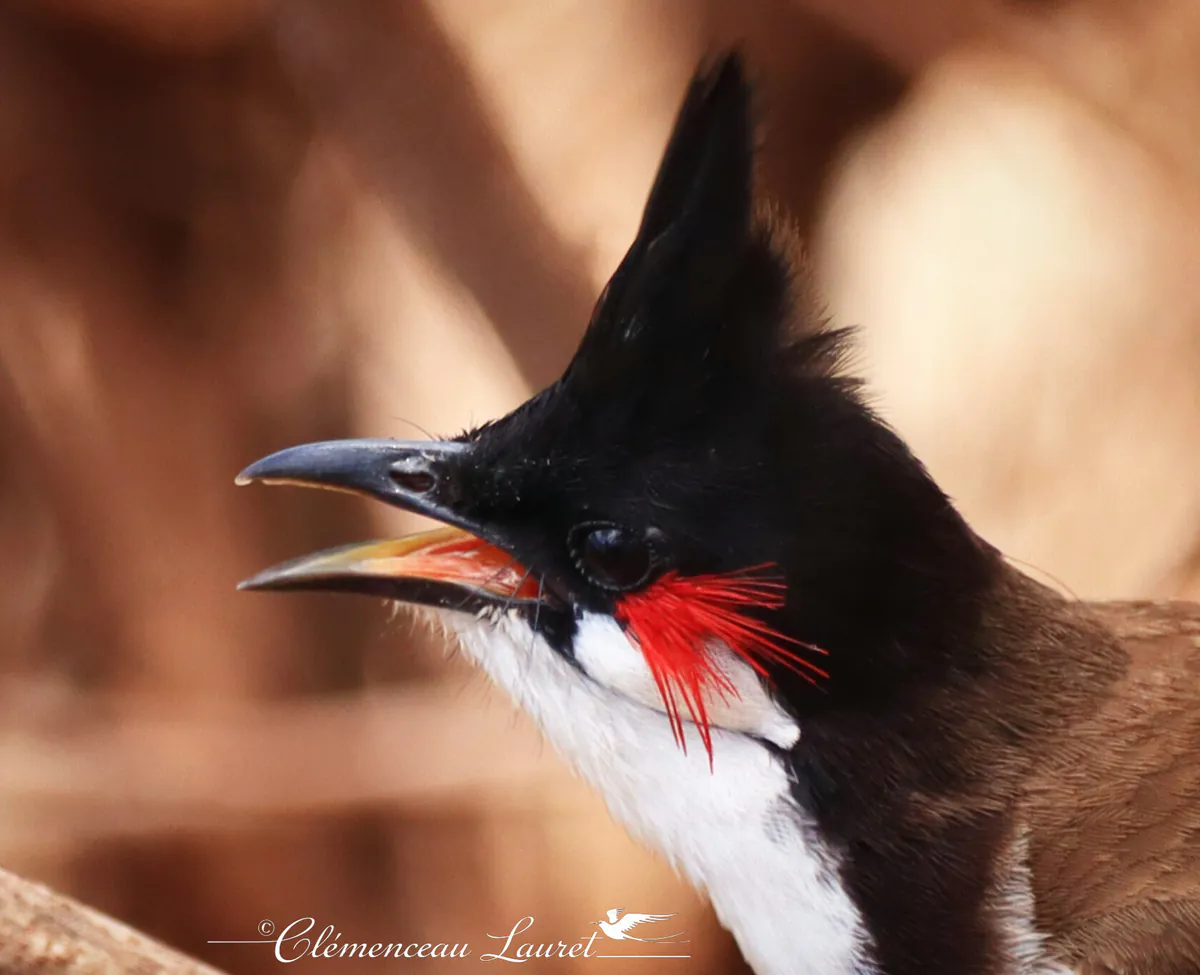 Portrait en gros plan de profil de la tête d'un Bulbul orphée à La Réunion. L'œil noir vif, la huppe pointue noire, la plume rouge écarlate sur la joue blanche et le bec noir courbe sont parfaitement nets.