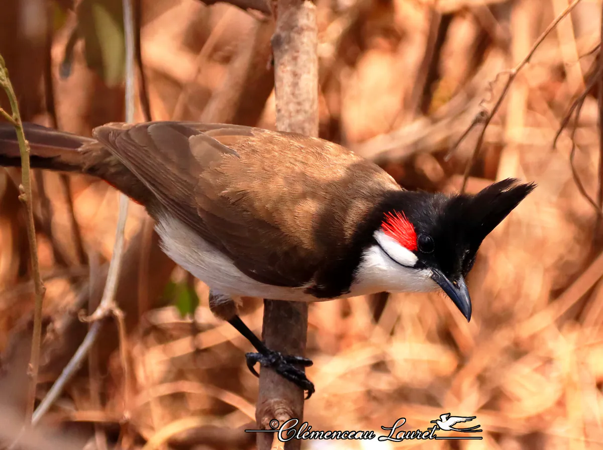 Bulbul orphée vu de profil et incliné vers le bas sur une fine branche à La Réunion. Sa huppe noire, sa joue blanche bordée de rouge, sa poitrine claire et son dos brun sont visibles.
