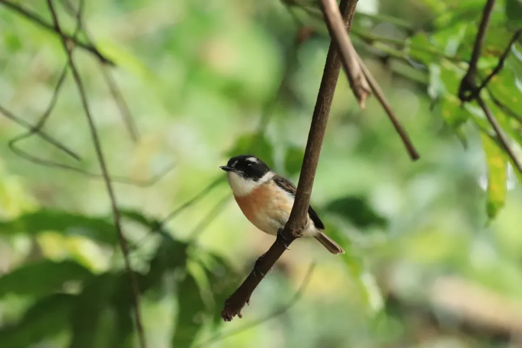 Oiseau Tec-tec (Saxicola tectes) mâle, endémique de La Réunion, perché sur une branche dans une forêt tropicale. Photographie libre de droits.