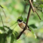 Oiseau Tec-tec (Saxicola tectes) mâle, endémique de La Réunion, perché sur une branche dans une forêt tropicale. Photographie libre de droits.