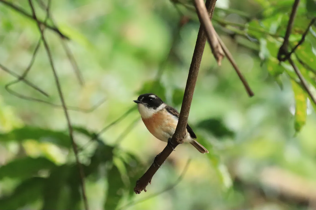 Oiseau Tec-tec (Saxicola tectes) mâle, endémique de La Réunion, perché sur une branche dans une forêt tropicale. Photographie libre de droits.