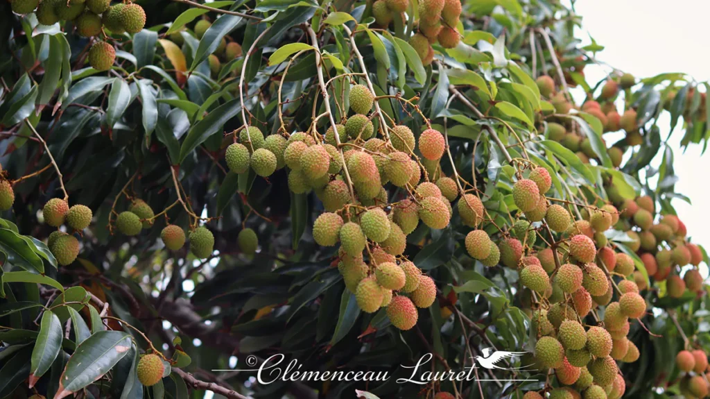 Grappes de letchis vert et rose en cours de maturation sur l'arbre à Saint-Joseph, La Réunion
