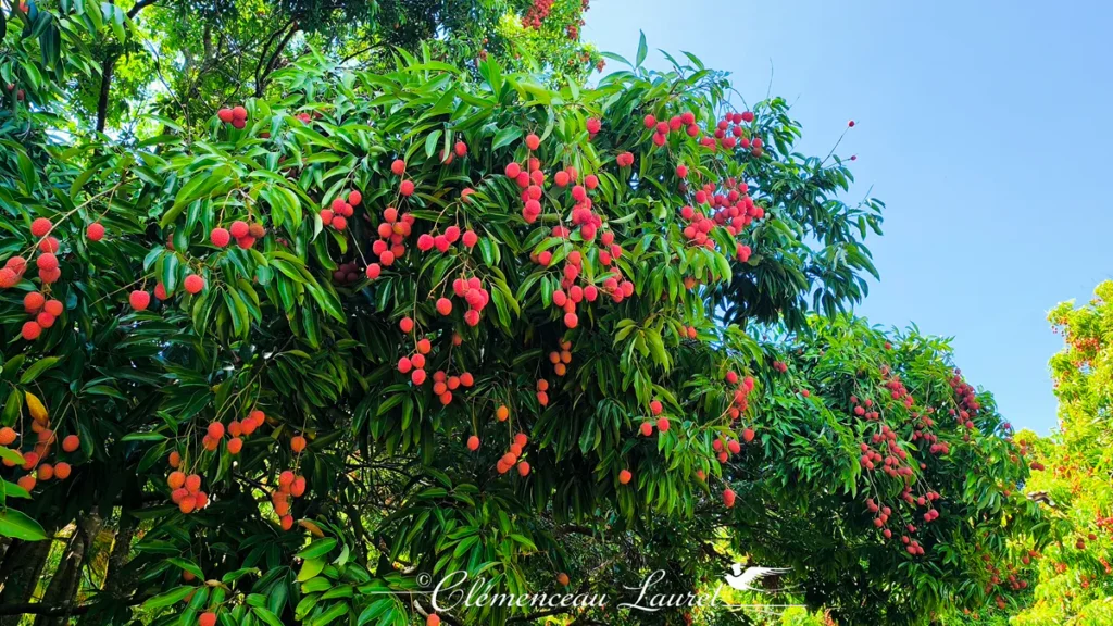 Pied de letchi aux fruits rouges éclatants sous le ciel bleu à La Réunion