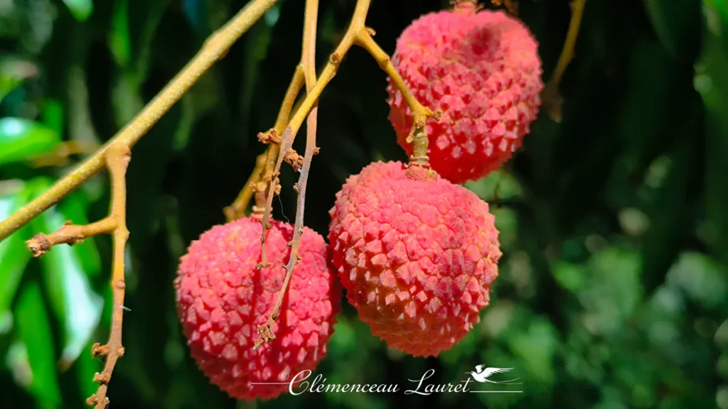 Zoom sur trois letchis rouges mûrs accrochés à leur branche à Saint-Pierre, La Réunion