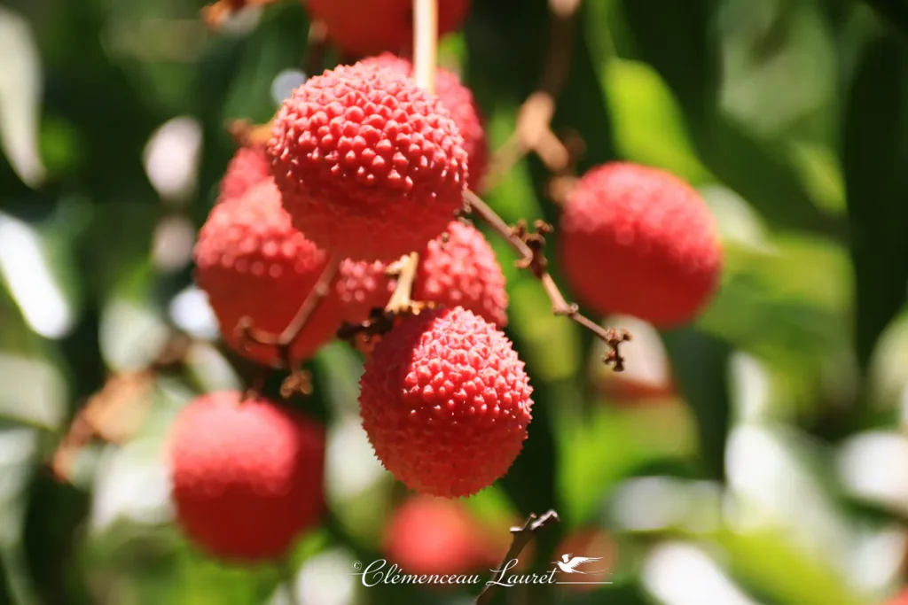 Macro-photographie de letchis rouge vif suspendus à l'arbre à Saint-Joseph, La Réunion