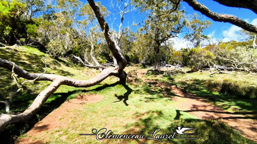 Sentier de terre passant sous une grande branche tortueuse de tamarin des hauts sous un ciel bleu à la Plaine des Tamarins