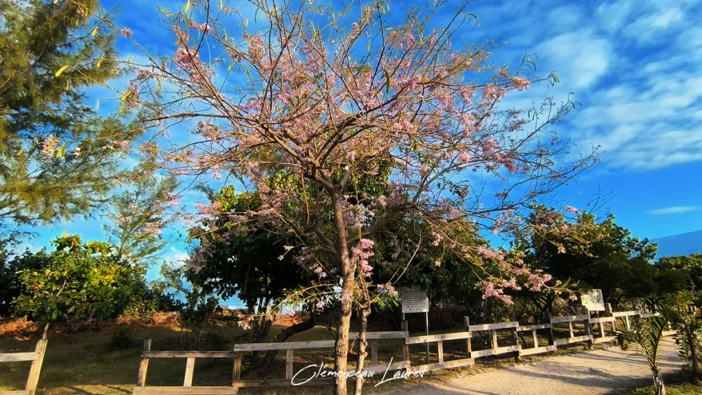 Arbre aux fleurs roses délicates se découpant sur un ciel bleu, bordé par une clôture en bois et une allée en sable.