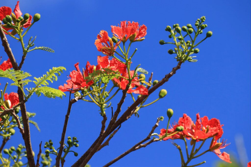 Premières fleurs de flamboyant rouge vif et bourgeons sur fond de ciel bleu en 2026