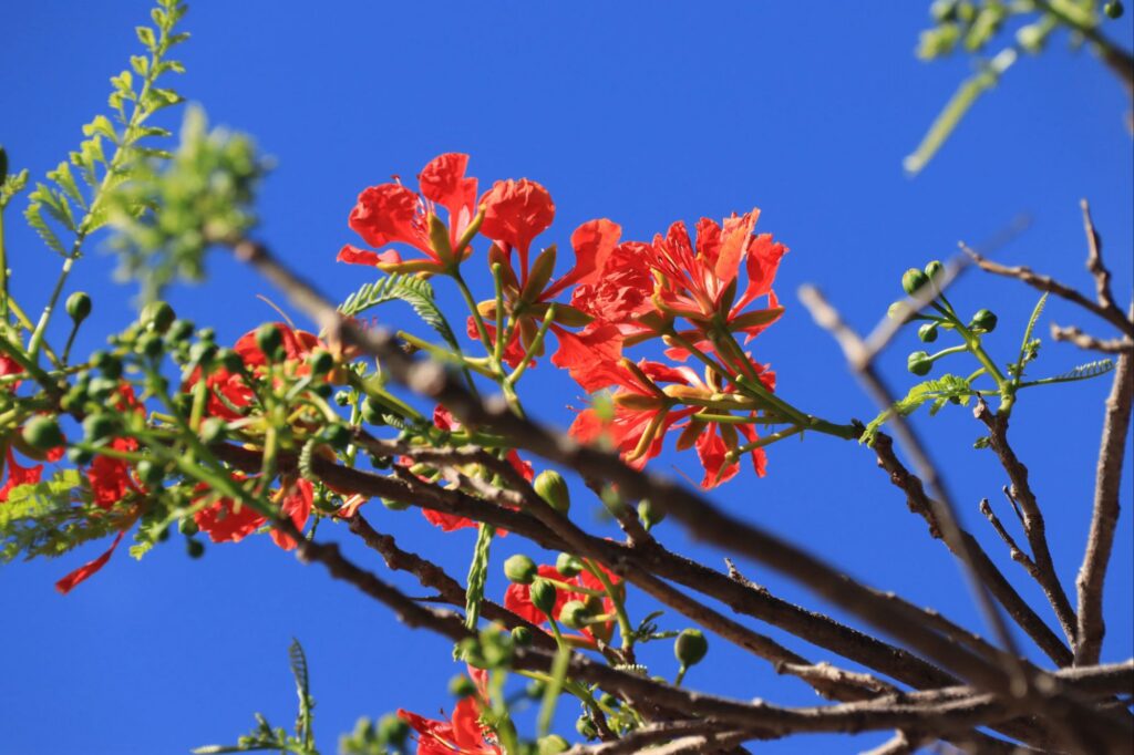 Branches de flamboyant en fleurs et bourgeons floraux vus de près