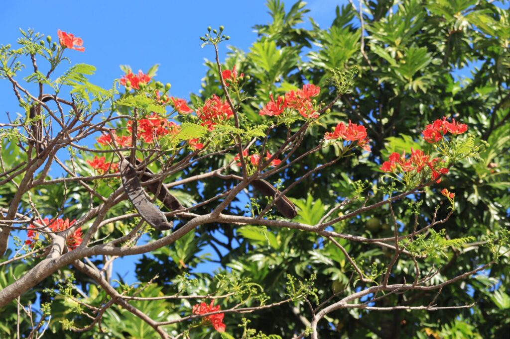 Arbre flamboyant avec fleurs rouges, gousses de graines et feuillage vert