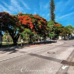 flamboyant-saint-pierre-reunion-rue-des-bons-enfants-ete Texte alternatif (Alt Text) : Large vue en perspective de la rue des Bons Enfants à Saint-Pierre de la Réunion, bordée de grands flamboyants en fleurs rouges sous un ciel bleu avec nuages.