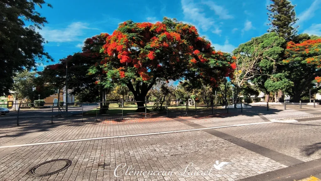 Un magnifique et large flamboyant en pleine floraison rouge et verte trône au centre de l'image sur une place pavée à Saint-Pierre de la Réunion, devant un parc.