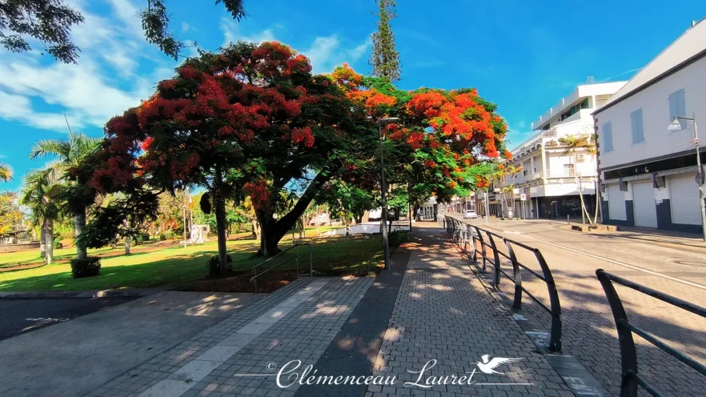 flamboyant-saint-pierre-reunion-mairie-perspective-trottoir Texte alternatif (Alt Text) : Perspective depuis un trottoir pavé longeant un grand flamboyant en fleurs rouges et vertes, vers une rue de Saint-Pierre de la Réunion avec des bâtiments blancs.