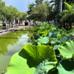 Vue rapprochée de grandes feuilles de lotus vertes bordant un bassin d'eau calme au Jardin de l'État à Saint-Denis.
