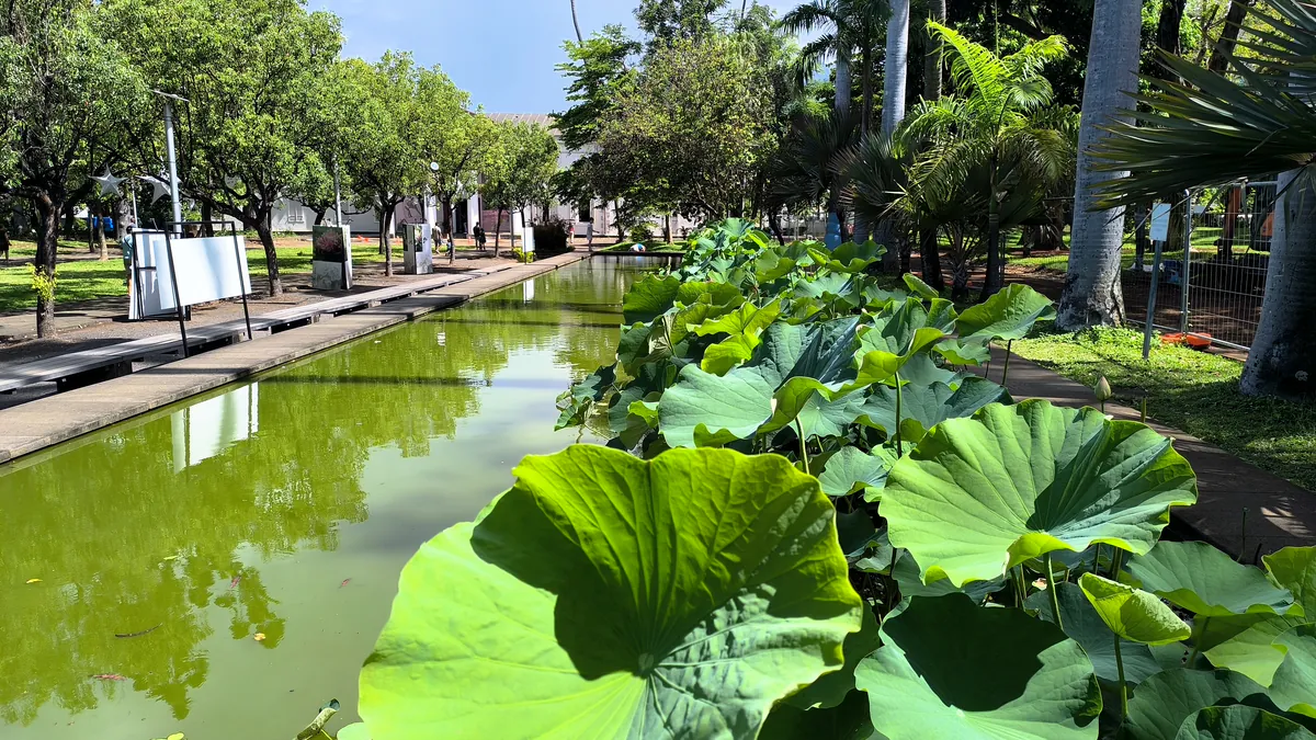 Vue rapprochée de grandes feuilles de lotus vertes bordant un bassin d'eau calme au Jardin de l'État à Saint-Denis.