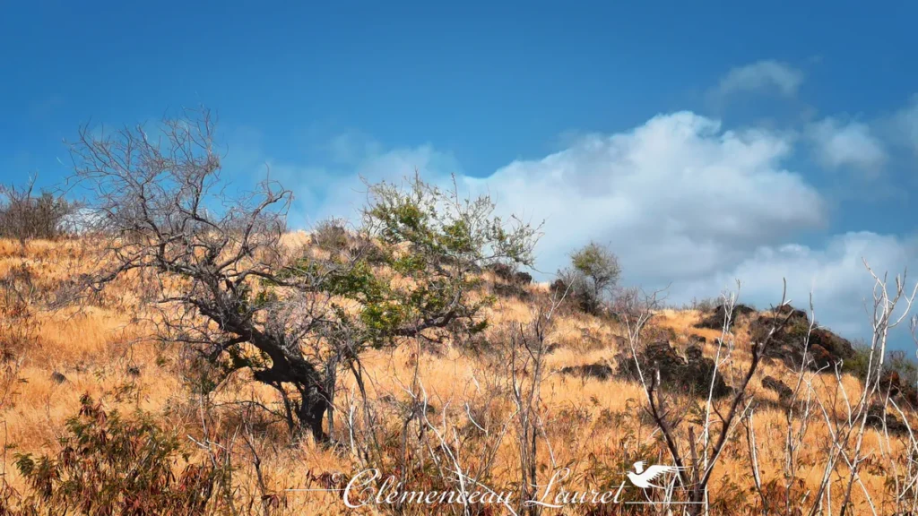 Arbre sec aux branches torsadées poussant sur un versant rocailleux de la savane sous un ciel bleu.