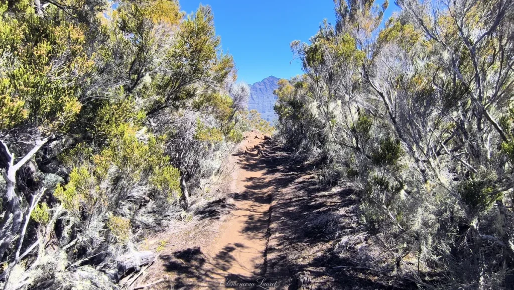 Sentier de terre battue étroit bordé d'arbustes tropicaux et de mousses menant vers une montagne au loin sous un grand ciel bleu.
