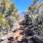 Sentier de terre battue étroit bordé d'arbustes tropicaux et de mousses menant vers une montagne au loin sous un grand ciel bleu.
