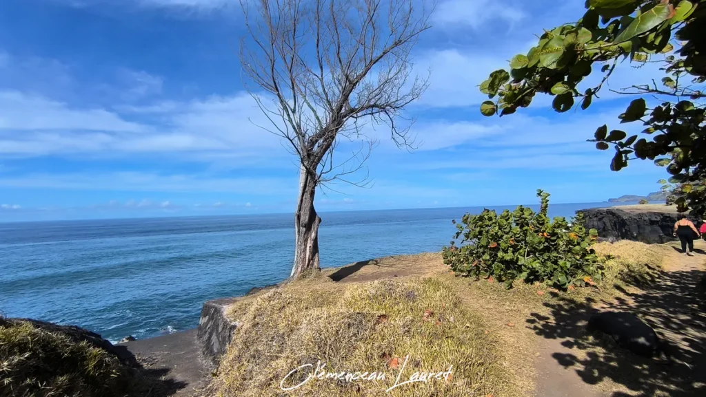 Troncs d'arbres secs et végétation bordant le sentier littoral surplombant la mer à Saint-Joseph.
