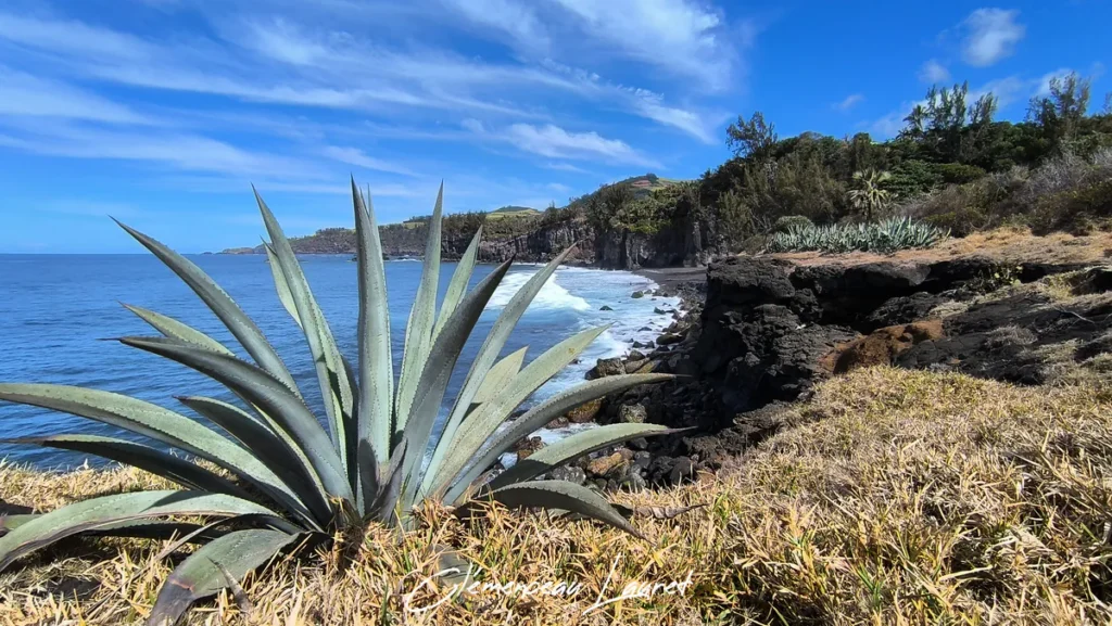 Grande agave au premier plan dominant la baie et la plage de sable noir de Ti Sable à Saint-Joseph.