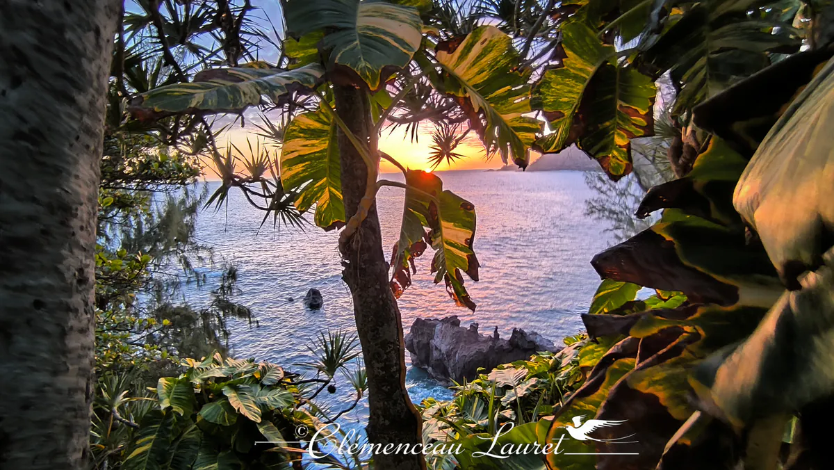 Soleil couchant embrasant l'horizon à Manapany, encadré par des feuilles de pothos panachées et un tronc de vacoa.