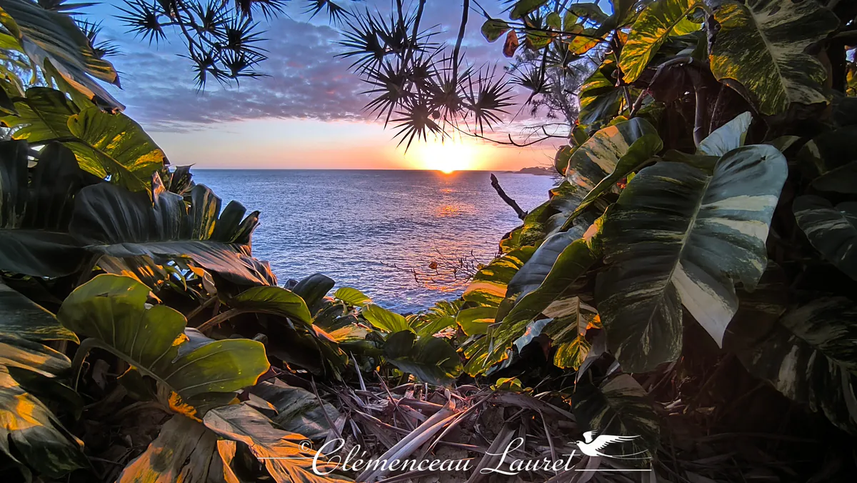 Soleil couchant au ras de l'eau vu à travers de grandes feuilles vertes et jaunes de philodendron à Manapany.
