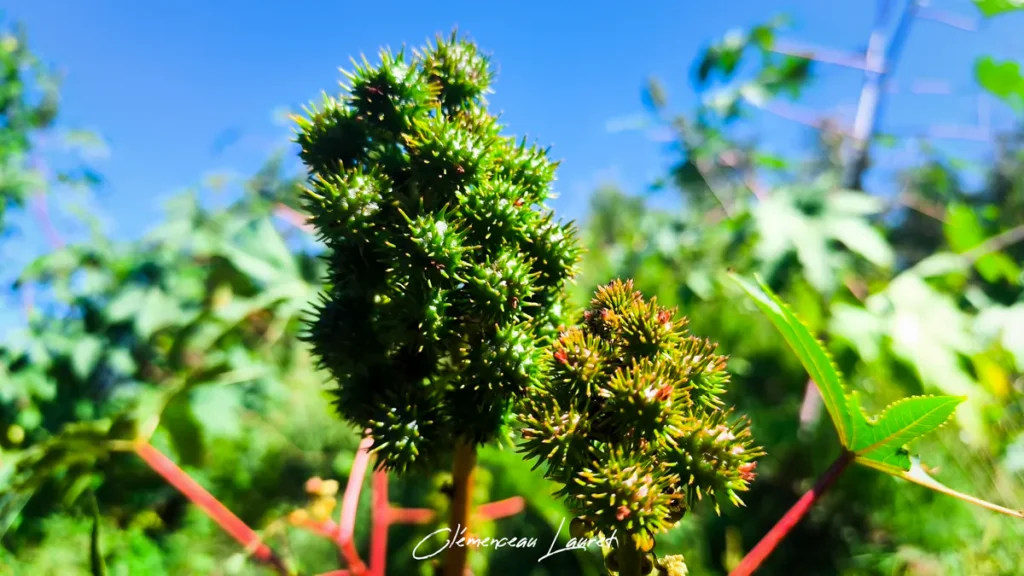 Vue en contre-plongée de capsules vert clair recouvertes de piques souples attachées à une tige rouge vif se détachant sur le fond d'un ciel bleu austral. Photo : Clémenceau Lauret à Saint-Joseph (Licence CC BY-SA 4.0).