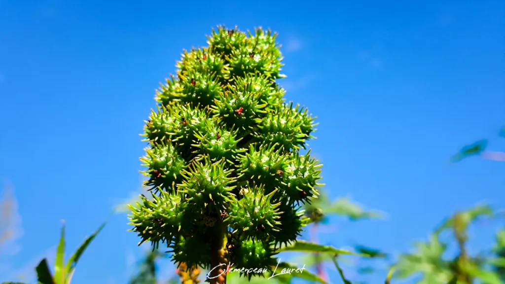 Composition épurée montrant une grappe complète de capsules de ricin parfaitement découpée sur un ciel bleu azur limpide et ensoleillé. Photo : Clémenceau Lauret à Saint-Joseph (Licence CC BY-SA 4.0).
