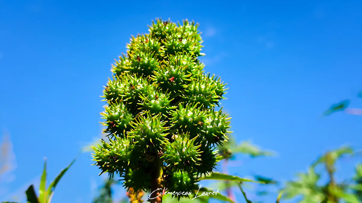 Grappe de capsules de ricin bien détouree se découpant sur un ciel bleu pur et limpide.