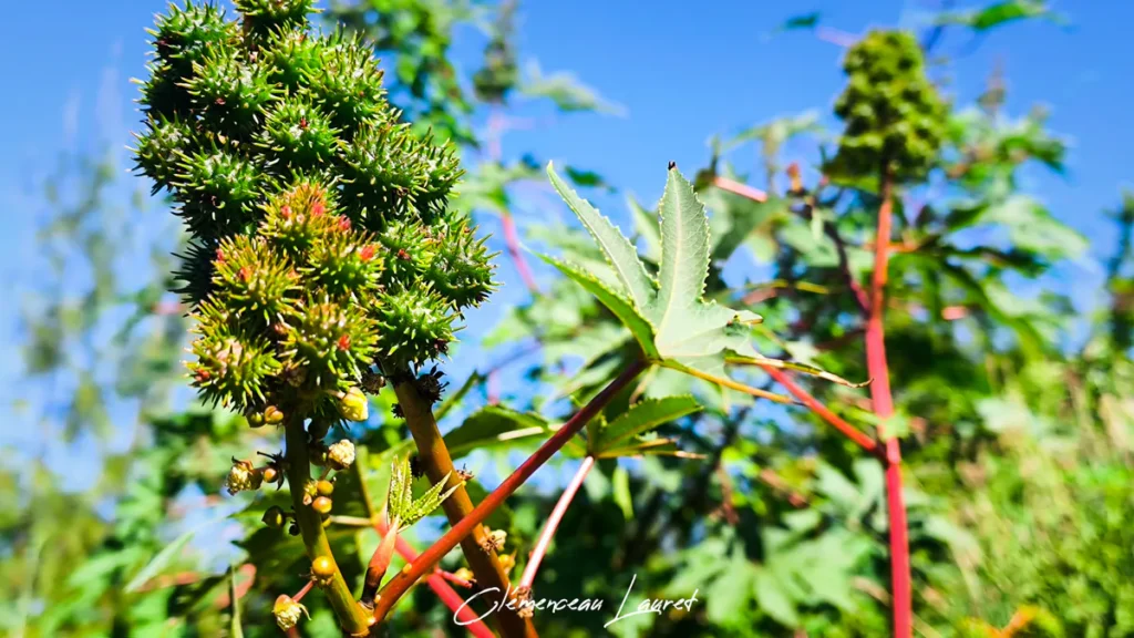 Photographie en plan moyen d'une branche de ricin (tantan) montrant une grande feuille palmée vert clair aux nervures marquées, accompagnée de tiges d'un rouge intense et de plusieurs fruits épineux en formation sous la lumière naturelle. Photo : Clémenceau Lauret à Saint-Joseph (Licence CC BY-SA 4.0).