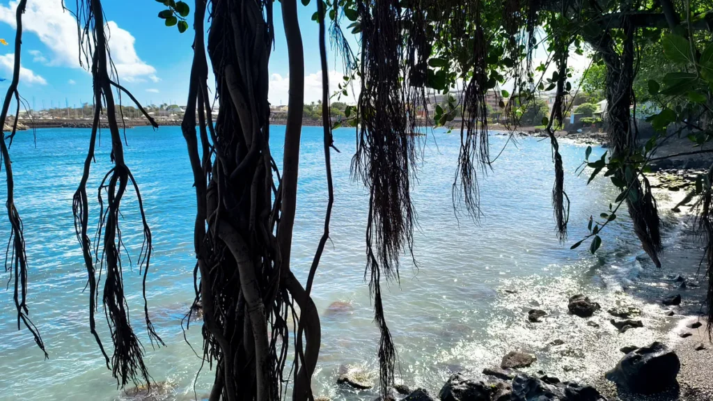 Liane aériennes et racines de banyan tombant devant une mer turquoise et ensoleillée.