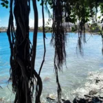Liane aériennes et racines de banyan tombant devant une mer turquoise et ensoleillée.