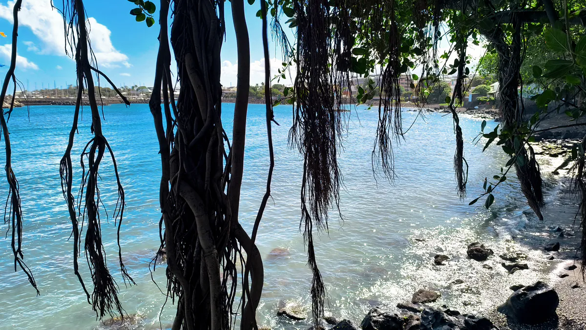 Liane aériennes et racines de banyan tombant devant une mer turquoise et ensoleillée.