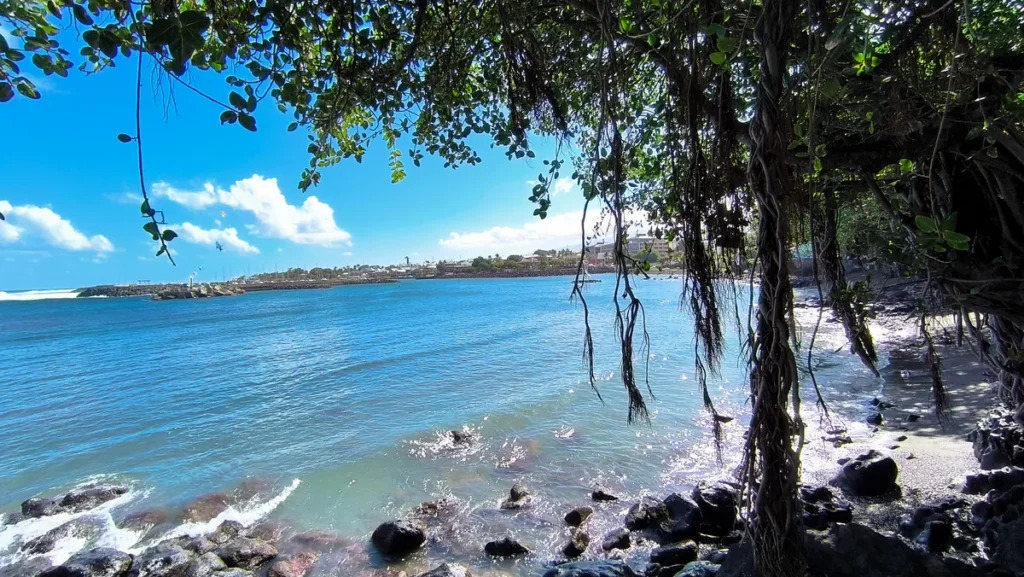 Feuillage vert et racines d'un grand arbre encadrant la vue sur une baie d'eau bleue.